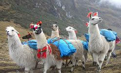 Peru zwei  Woche Reisen Tour